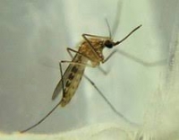 Lotta alle zanzare: progetto affidato a Ipla